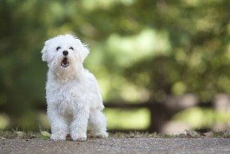 maltese-barking
